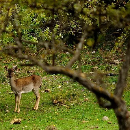 Residenza Petra فندق 3*