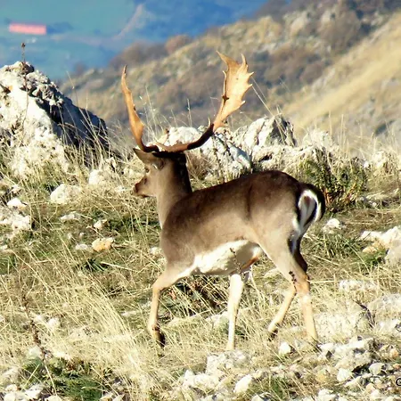 فندق Residenza Petra 3*